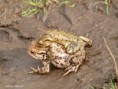 /album/my-local-birding-gallery/courting-toads-jpg/